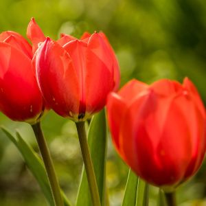 send blomster i gave til kæresten